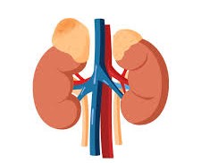 Understanding Suprarenal Cortex Diseases and How to Manage Them Naturally and Medically Understanding Suprarenal Cortex Diseases and How to Manage Them Naturally and Medically